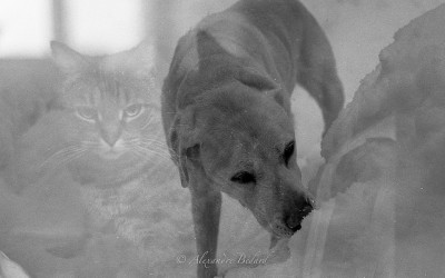 Double exposition chien-chat