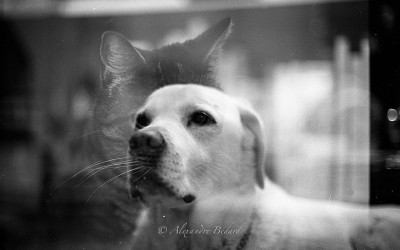 Double exposition chien-chat