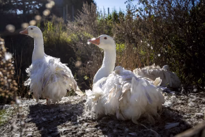 Photo de la ferme Le Rieur Sanglier avec ses bâtiments agricoles et un paysage environnant.