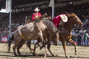 Photographie de rodéo prise lors du Festival Western de St-Tite 2012, montrant l’intensité de la compétition et l’ambiance emblématique du festival.