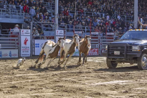 Photographie de rodéo prise lors du Festival Western de St-Tite 2012, montrant l’intensité de la compétition et l’ambiance emblématique du festival.