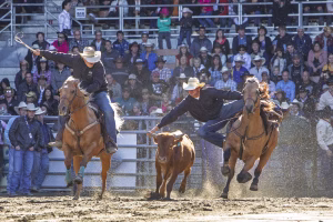 Photographie de rodéo prise lors du Festival Western de St-Tite 2012, montrant l’intensité de la compétition et l’ambiance emblématique du festival.