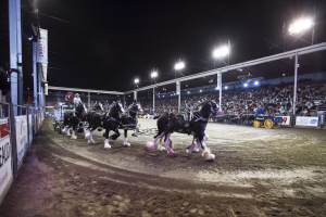 Photographie de rodéo prise lors du Festival Western de St-Tite 2012, montrant l’intensité de la compétition et l’ambiance emblématique du festival.