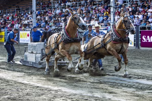 Photographie de rodéo prise lors du Festival Western de St-Tite 2012, montrant l’intensité de la compétition et l’ambiance emblématique du festival.