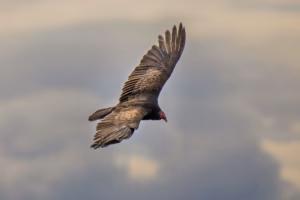 Un urubu à tête rouge plane dans le ciel au-dessus du parc Frédéric-Back, témoignant du retour de la biodiversité sur cet ancien site industriel réhabilité à Montréal.