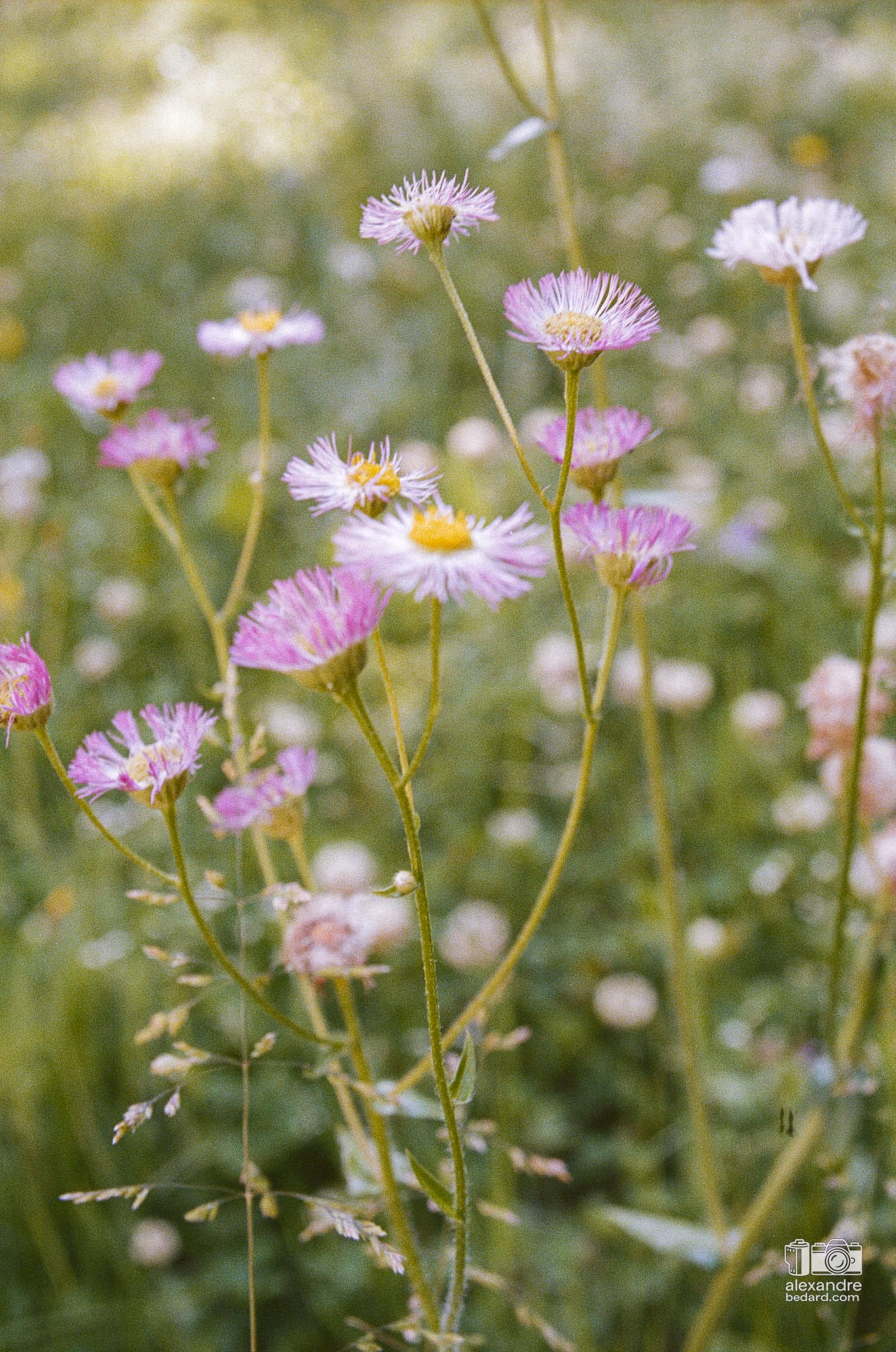 Fleurs sauvage avec un film Kodak portra 400 et un minolta srt102