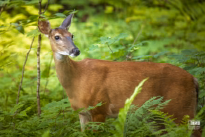 Un chevreuil à la tombé du jour dans les bois