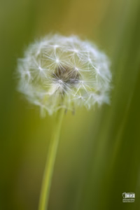 Fleur de pissenlit en macro