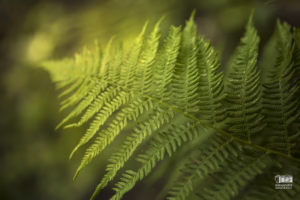 photo macro d'une fougère