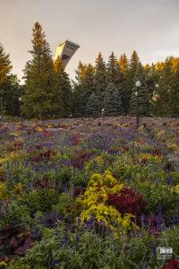 Le mat du stade olympique avec des fleurs du jardin botanique en premier plan