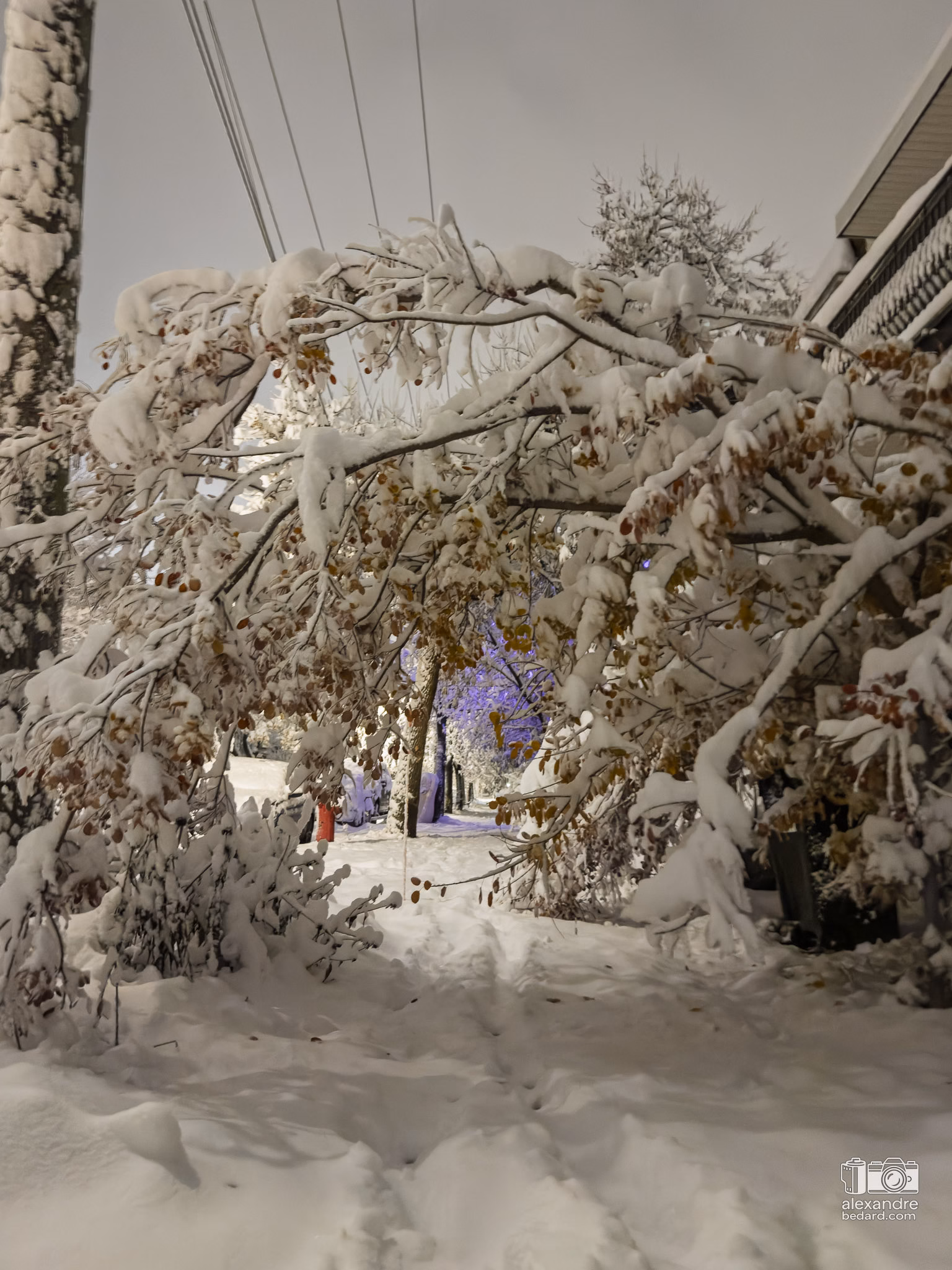 neige qui fait plié les arbres dans Rosemont