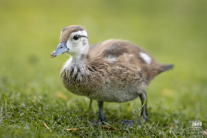 photo d'un bébé canard branchu