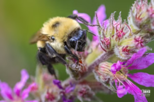Bourdon qui butinne dans des fleurs