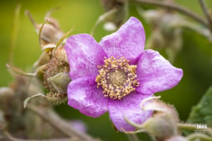 Gros plan sur une fleur mauve
