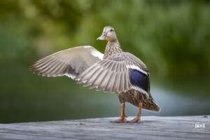 Canard colvert femelle qui ouvre les ailes