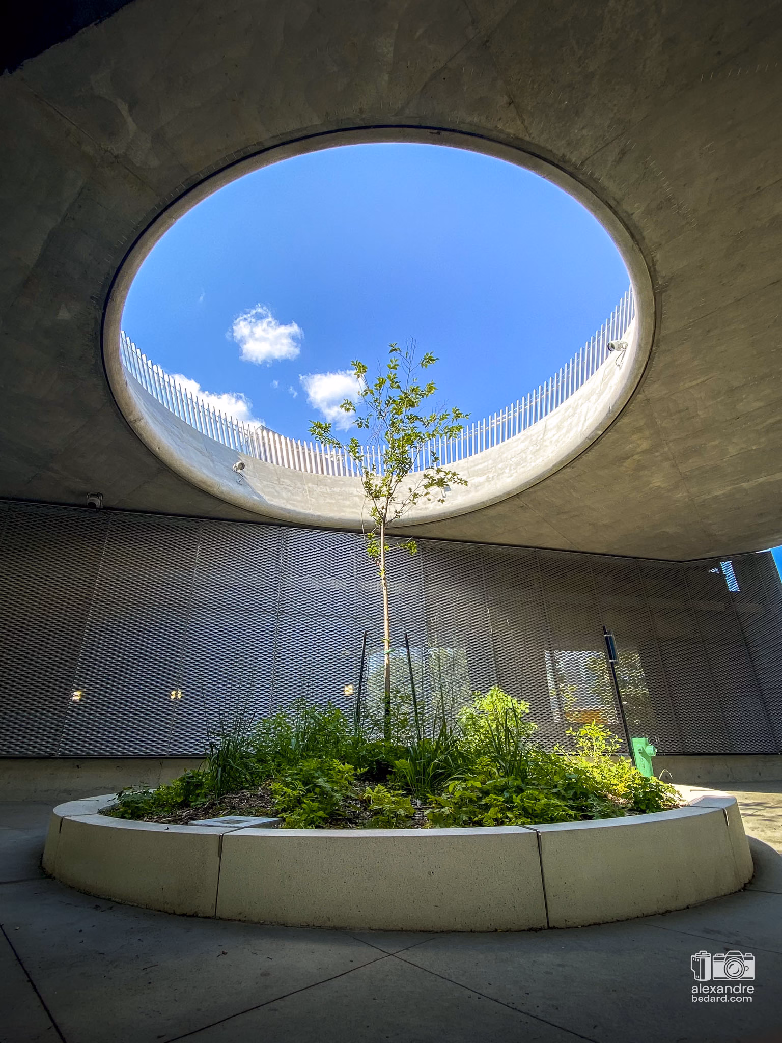 un arbre solitaire sous la place des montréalaises