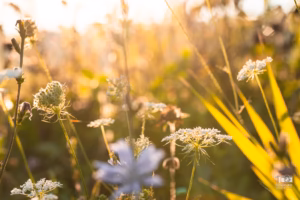 Fleurs sauvage avec une belle lumière au Marais Léon-Provancher Neuville